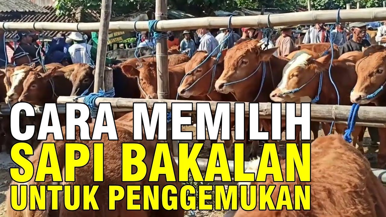 
                                 Cara-Memilih-Bakalan-Sapi-Untuk-Bisnis-Penggemukkan
